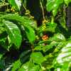 coffee-plants-wayanad