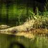 crocodiles-kuruwa-dweep