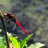 dragonfly-wayanad-india