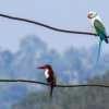 kingfisher-and-parrot-wayanad-kerala
