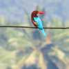 kingfisher-wayanad