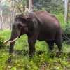 male-elephant-wayanad-tholpetty-wildlife-sanctuary