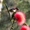 nectar-collecting-bird-wayanad-india