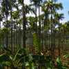 palm-plantations-wayanad