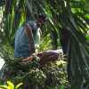 palm-tree-harvesting-wayanad-india