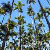 palsm-and-sky-wayanad-kerala