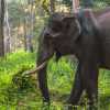 profile-of-wild-elephant-wayanad-tholpetty-wildlife-sanctuary