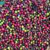 ripening-coffee-beans-wayanad