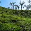 tea-hills-wayanad