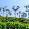 tea-leaves-wayanad