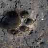 tiger-footprint-wayanad-tholpetty-wildlife-sanctuary