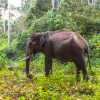wayanad-tholpetty-wildlife-sanctuary-wild-elephant