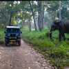 wayanad-wild-elephant-and-jeep