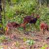 wild-deer-wayanad-tholpetty-wildlife-sanctuary-india