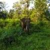 wild-elephant-wayanad-tholpetty-wildlife-sanctuary