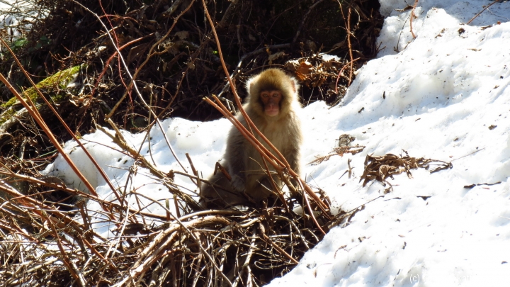 baby-snow-monkey-yudanaka-japan