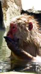snow-monkey-blowing-kiss-while-in-hot-onsen