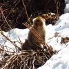 baby-snow-monkey-yudanaka-japan