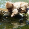 japanese-snow-monkey-playing-in-water