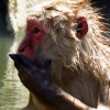snow-monkey-blowing-kiss-while-in-hot-onsen