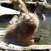 snow-monkey-feeding-whilst-bathing-in-hot-pool