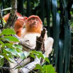 Malaysia: Jungle Trekking in Borneo at Bako National Park