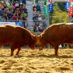 South Korea: Traditional Bullfighting Without The Blood