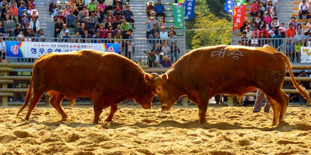 South Korea: Traditional Bullfighting Without The Blood