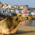 Pushkar: Not A Perfectly Peaceful Place
