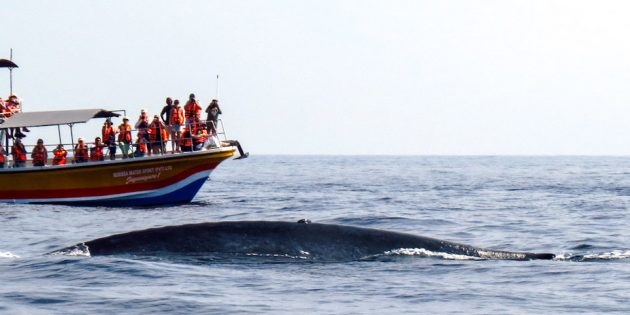 Sri Lanka: Mirissa Whale Watching