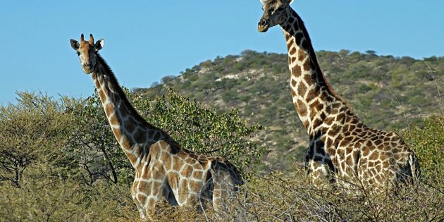 Where to flashpack on safari: 7 potential destinations